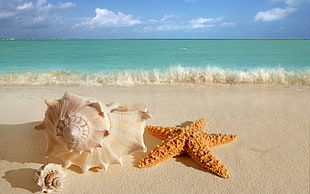 star fish and seashell on beach during daytime