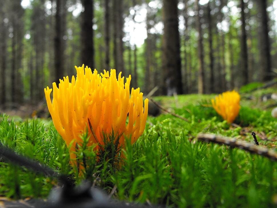 selective focus photography of yellow plant, fungus HD wallpaper