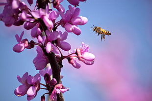 shallow focus photography of yellow bee flying near the purple petaled flower during daytime