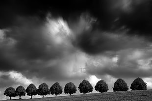 grayscale photo of trees under the cloudy skies