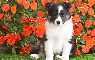 white and black Border Collie puppy in front of red petaled flowers
