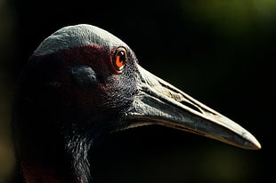 bird in red eye close-up photo