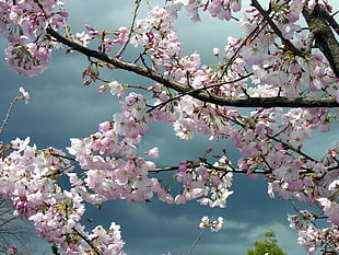 shallow focus photography of pink blossom tree during daytime