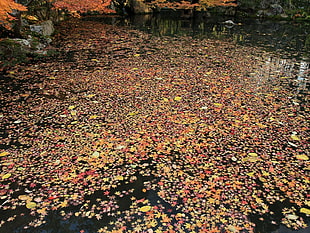 fallen leaves on calm body of water