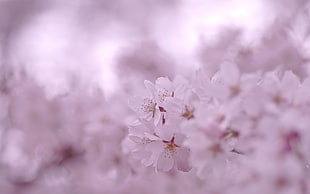 Cherry blossom HD wallpaper