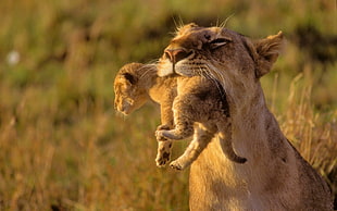 Lioness and cub close-up photo HD wallpaper