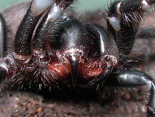 close-up photo of tarantula HD wallpaper