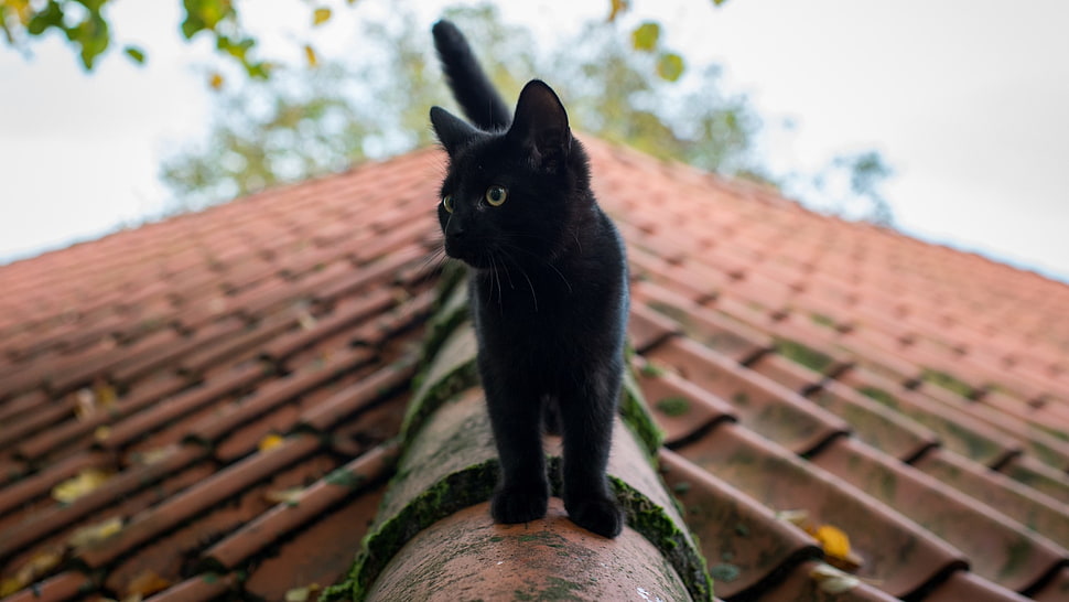 black cat, cat, animals, rooftops HD wallpaper