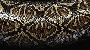 brown, beige and black snake skin