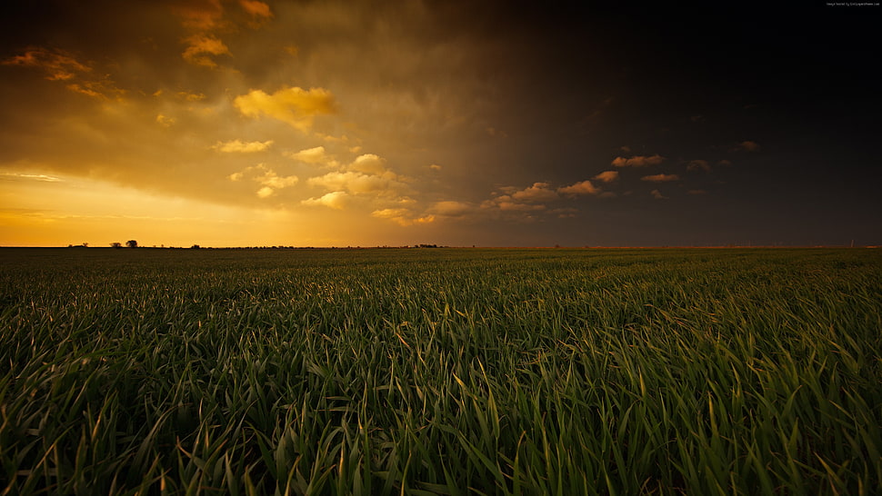 green leaves plants with sunset background HD wallpaper
