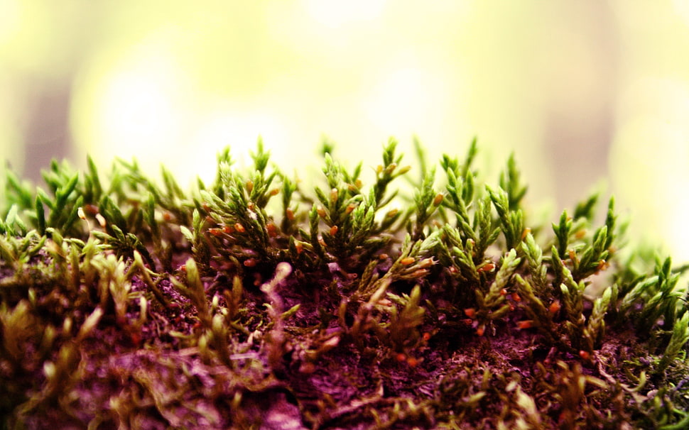 small green plant buds HD wallpaper