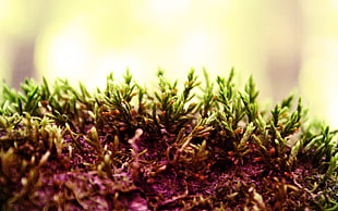 small green plant buds HD wallpaper