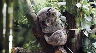 gray Koala bear, nature, animals, koalas, sleeping HD wallpaper