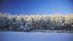 green tree, winter, snow, nature, trees