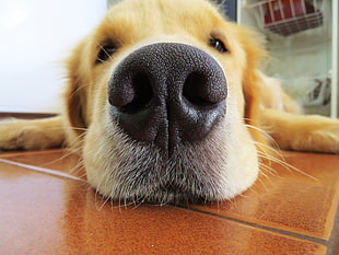 short-coat brown dog, Retriever, Dog, Nose HD wallpaper