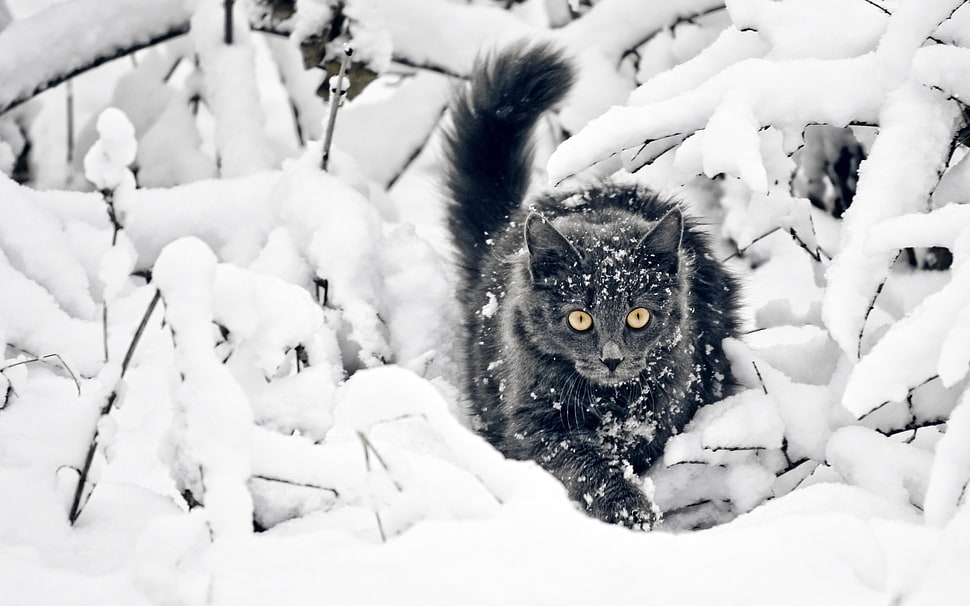wildlife photography of gray wildcat on snow field HD wallpaper