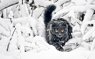 wildlife photography of gray wildcat on snow field