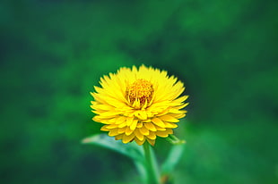 micro shot of yellow dandelion flower HD wallpaper