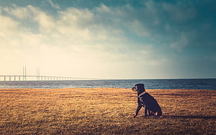 short-coated black dog, animals, photography, dog, beach