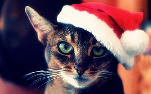 black and brown cat wearing red and white Christmas hat