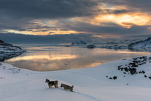 two wolfdogs walking on snow beside lake
