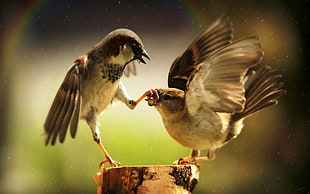 two brown-and-white birds, birds, animals, sparrow, rainbows