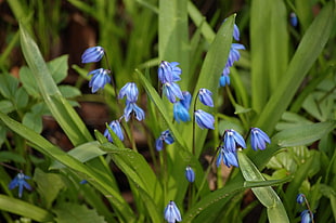 blue petaled flower, flowers, blue flowers, leaves, plants