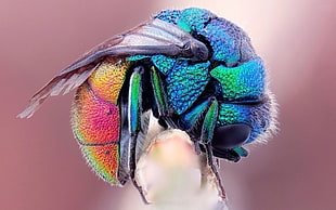 blue and black fly, animals, insect, colorful