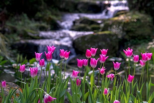 pink tulips photography near running water HD wallpaper