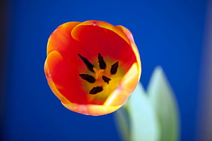 selective focus photography of orange and yellow flower