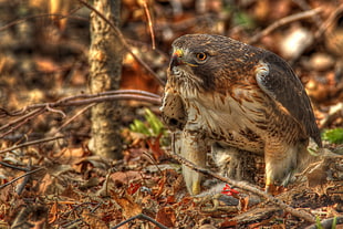 brown eagle on forest floor