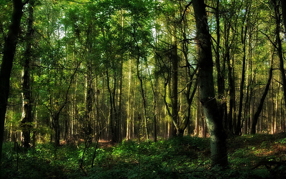 green trees HD wallpaper