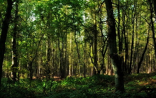 green trees