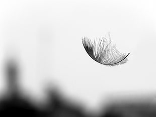 grey scale photography of feather