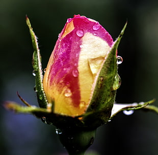yellow and pink flower with dew drops in closeup photo