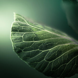 green leaf, filter, macro, green, nature HD wallpaper