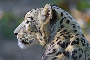 close up photo Jaguar during daytime