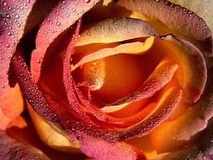close-up photography of orange rose