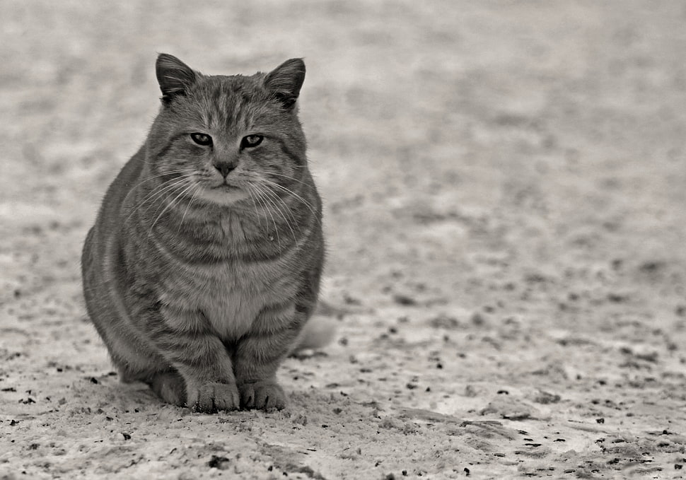 adult gray tabby cat HD wallpaper