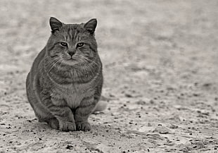 adult gray tabby cat