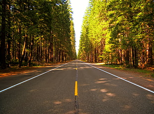 road, nature, forest, trees