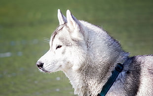 photo of gray siberian husky