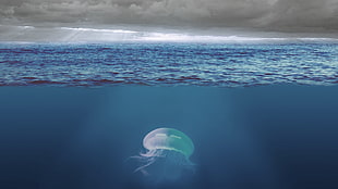 clear jellyfish underwater HD wallpaper