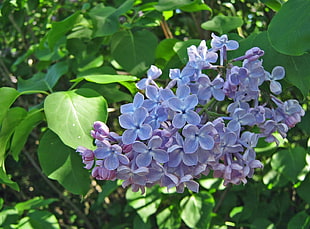 focus photography of purple flowers
