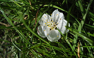 white cosmos flower