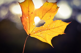 selective photography of yellow maple leaf with heart cutout