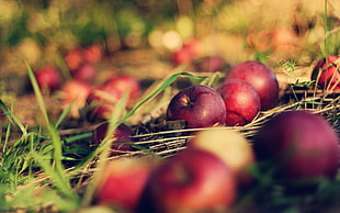 red apple fruit lot, landscape, fruit, summer, depth of field