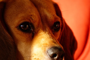 close up photo of a Beagle HD wallpaper