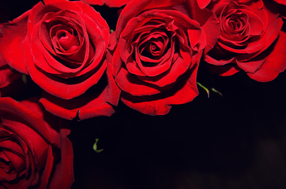 red roses HD wallpaper