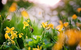shallow-focus photography of yellow flowers